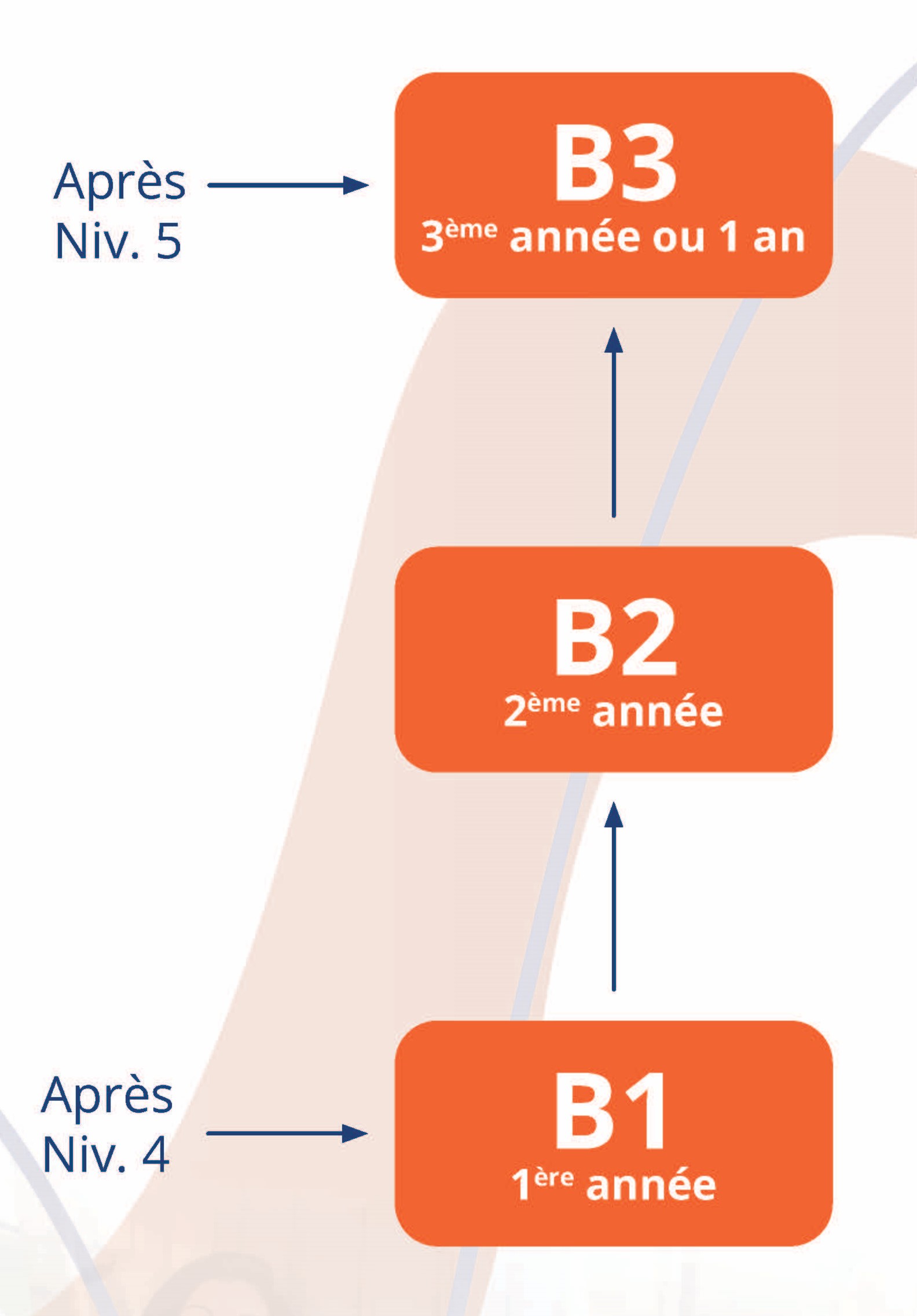 BACHELOR RDA - organigramme pour site BACHELOR RDA organigramme pour site